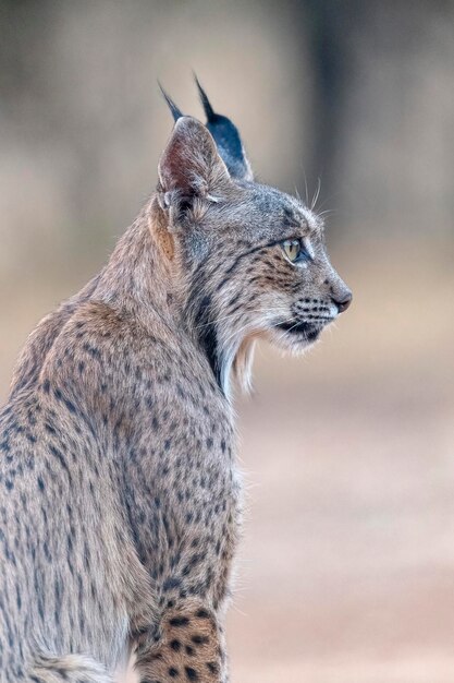 Iberische lynx Lynx pardinus Ciudad Real Spanje