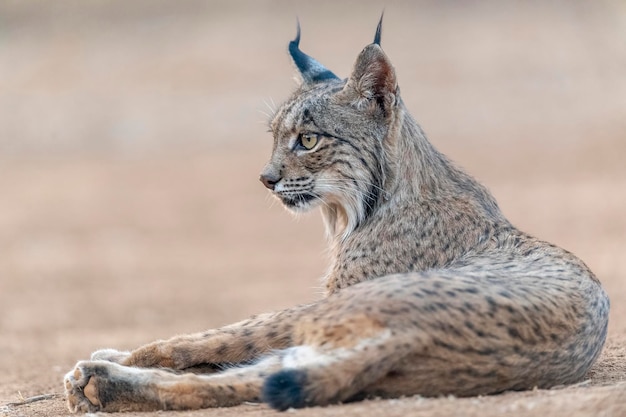 Iberische lynx Lynx pardinus Ciudad Real Spanje