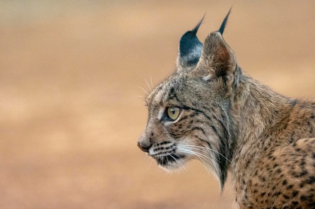 Iberische lynx Lynx pardinus Ciudad Real Spanje