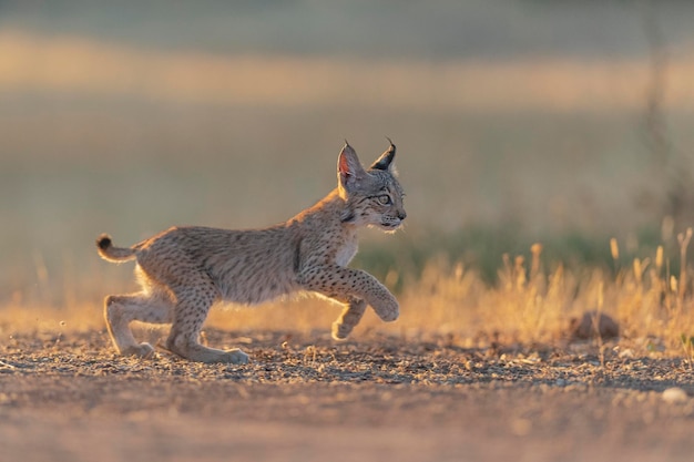 Iberische lynx (Lynx pardinus) Ciudad Real, Spanje