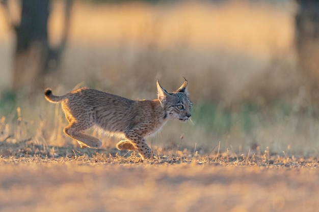 Iberische lynx (Lynx pardinus) Ciudad Real, Spanje