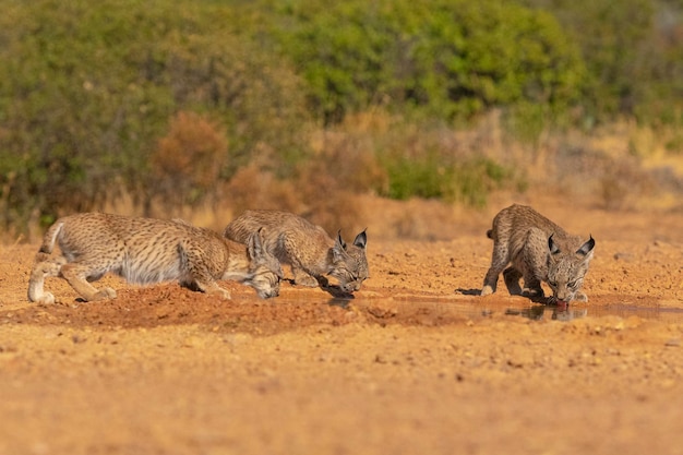 Iberische lynx (Lynx pardinus) Ciudad Real, Spanje