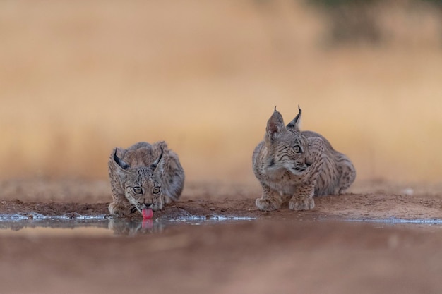 Iberische lynx (Lynx pardinus) Ciudad Real, Spanje