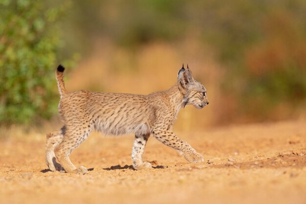 Iberische lynx (Lynx pardinus) Ciudad Real, Spanje