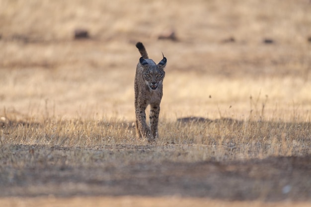 Iberische lynx Lynx pardinus in de Spaanse weide