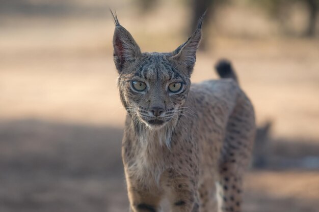 Iberische lynx Lynx pardinus portret