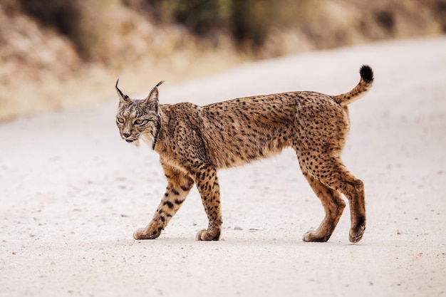 Iberische Lynx steekt de weg over