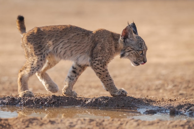 Iberische lynx welp Lynx pardinus Spanje