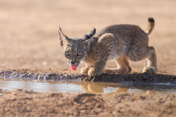 Iberische lynx welp Lynx pardinus Spanje