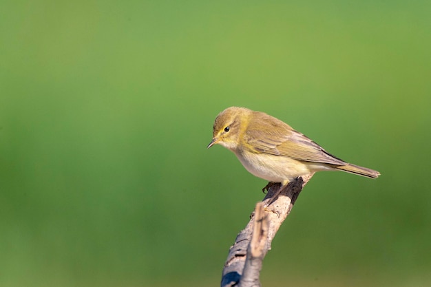 Iberische tjiftjaf (Phylloscopus ibericus) Cordoba, Spanje