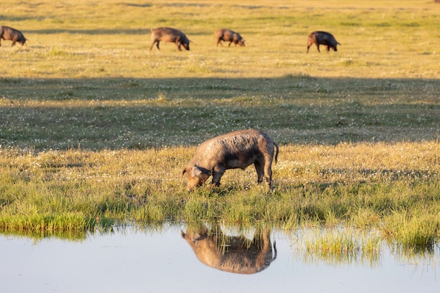 Iberische varkens die op het platteland grazen