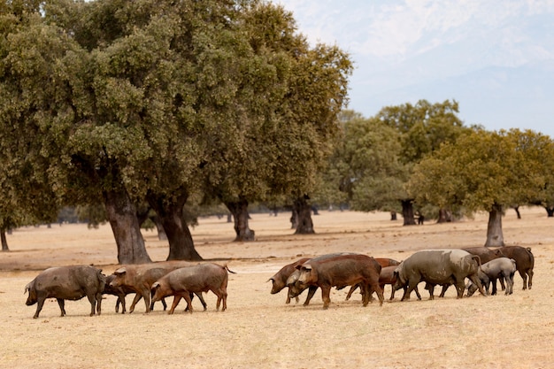 Iberische varkens grazen tussen de eiken