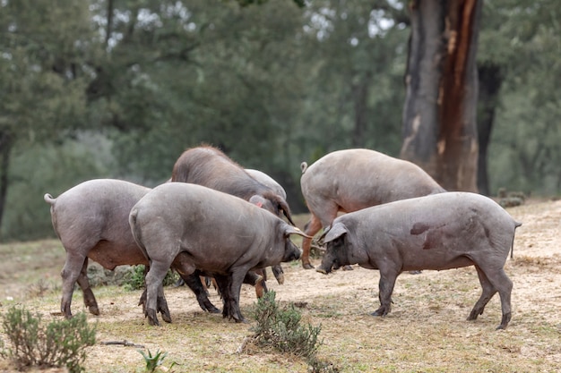 Iberische varkens grazen