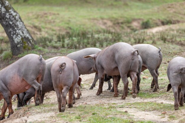 Iberische varkens grazen