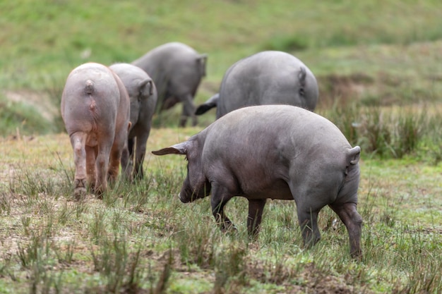 Iberische varkens grazen