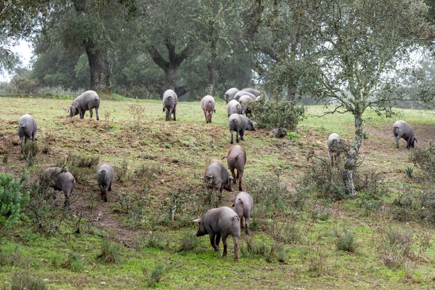 Iberische varkens grazen