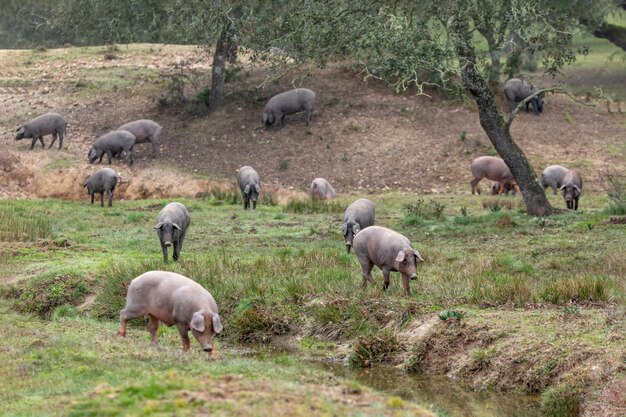 Iberische varkens grazen