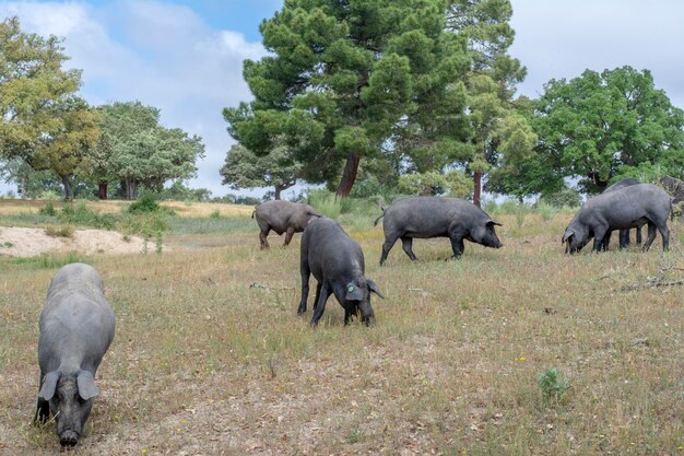 Iberische varkens op het Spaanse platteland