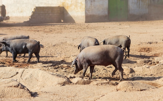 Iberische varkens