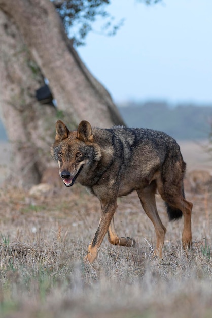 Iberische wolf Canis lupus signatus Zamora Spanje