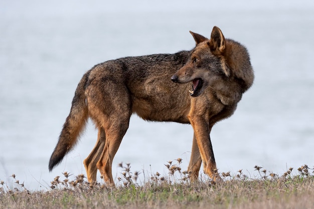 Iberische wolf Canis lupus signatus Zamora Spanje