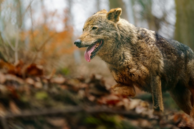 Iberische wolf