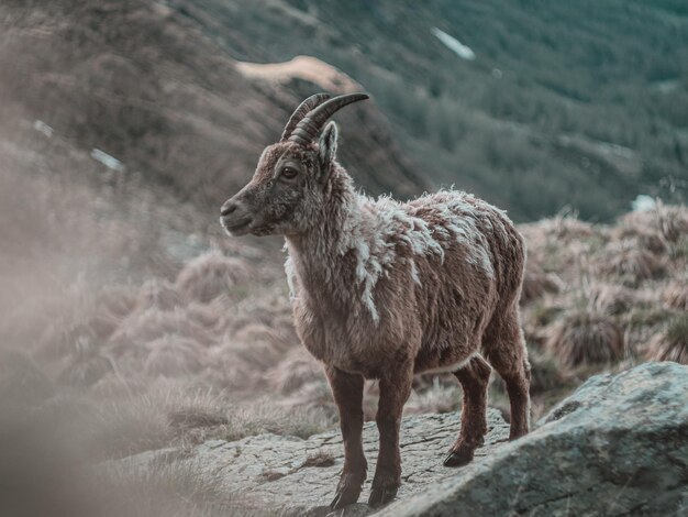 Ibex die in een veld staat