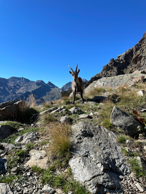 Ibex in mountain