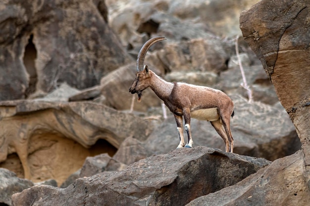 Козел или горный козел в среде обитания горный козел или дикий козел в  горах | Премиум Фото