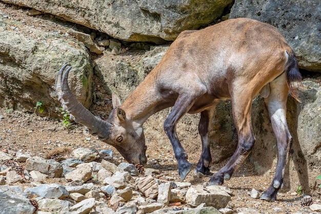 ibex on rock formation