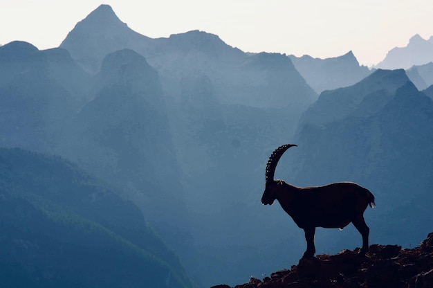 Photo ibex silhouette