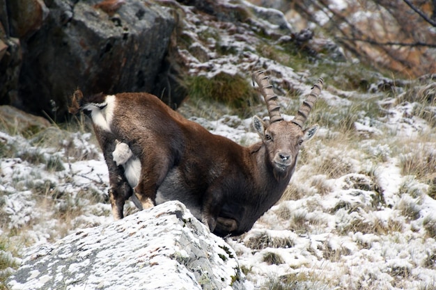 The ibex in the woods