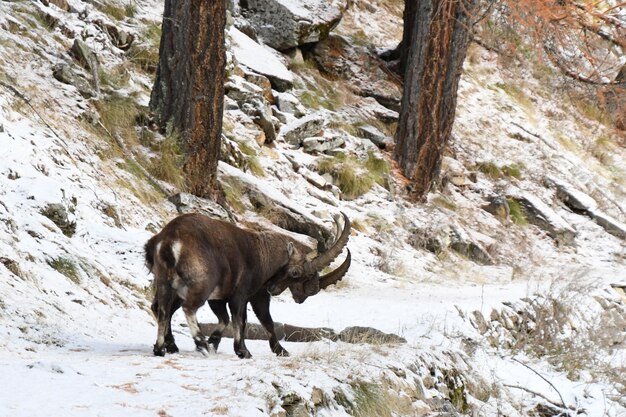 The ibex in the woods