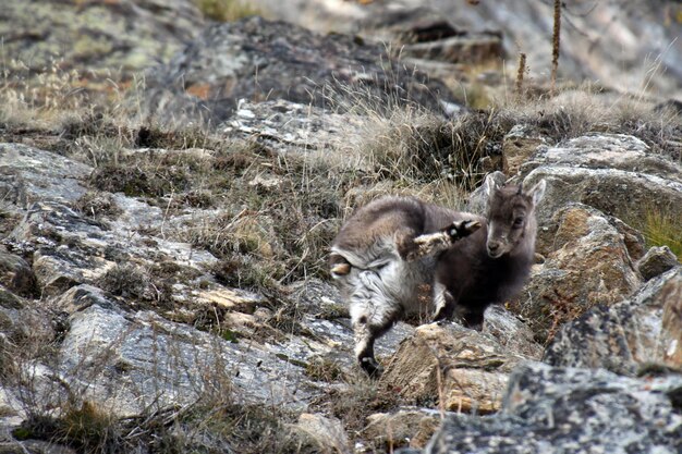 The ibex in the woods