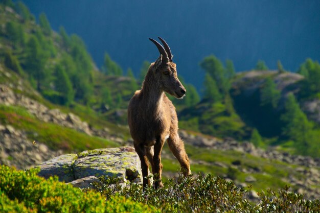 Ibexcheserysargentierechamonixhaute savoiefrance