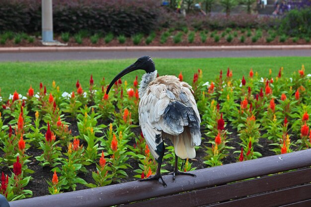 オーストラリア、シドニーのハイドパークのトキ鳥