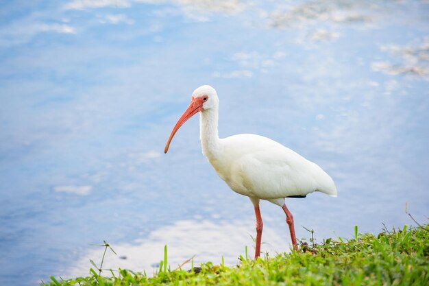 Ibis bird at the lake ibis bird in wildlife ibis bird in nature photo of ibis bird outdoor