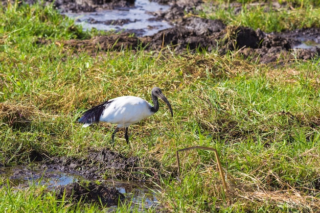 Ibis een vogel zoekt voedsel in een moeras amboseli kenia