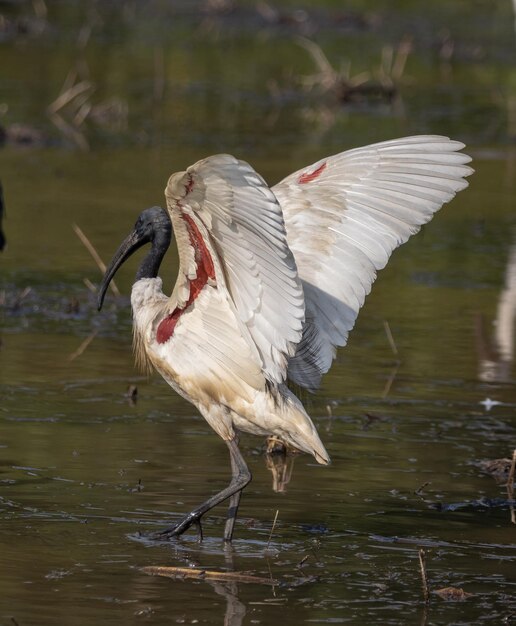 Ibis met zwarte kop op zoek naar voedsel in het water