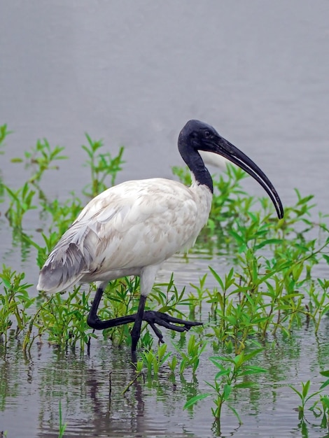 Ibis met zwarte kop