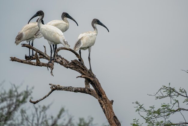 Ibis shot a vettangudi bird sancturay in inda kerala