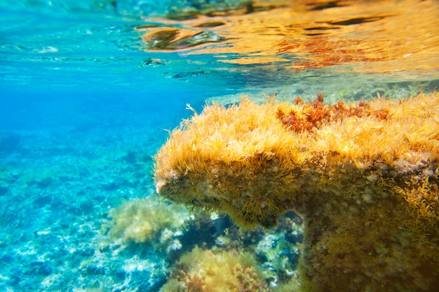 Ibiza Formentera underwater anemone seascape