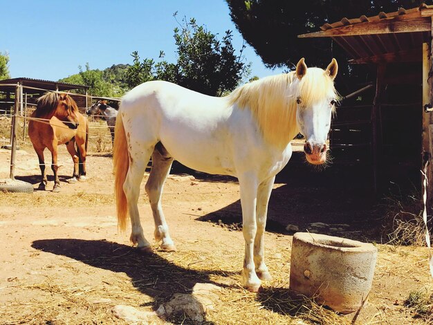 Ibiza horses