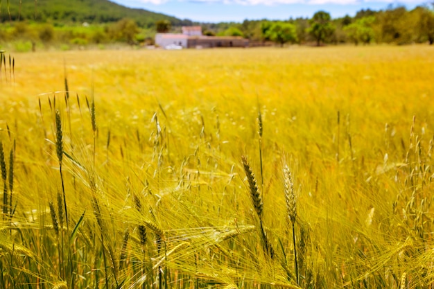 地中海のイビサ島ゴールデン小麦畑