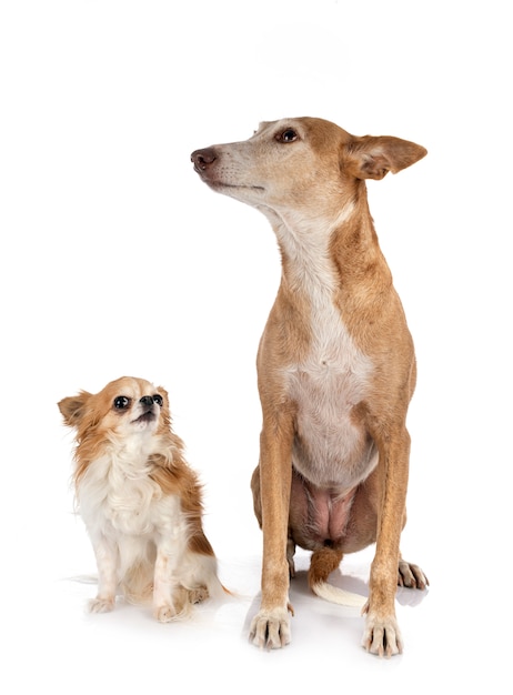 Ibizan Hound and chihuahua on white