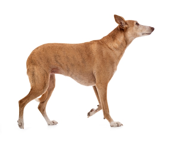 Ibizan Hound geïsoleerd