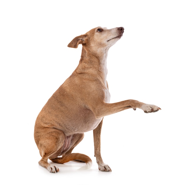 Ibizan Hound in studio