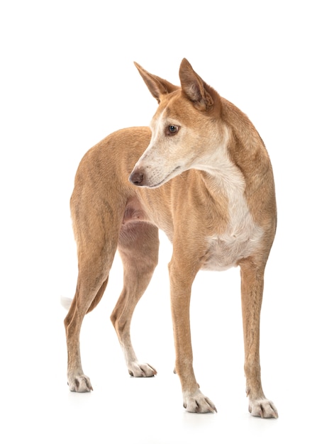 Ibizan hound isolato