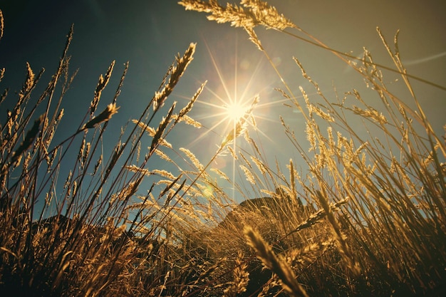 icchu against the light ears of grass of the andes