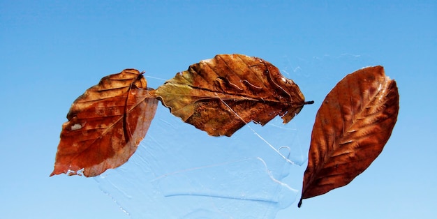 Ice and autumn leaves towards the sky